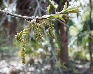 Quercus laurifolia