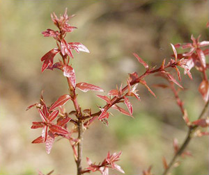 Quercus laurifolia