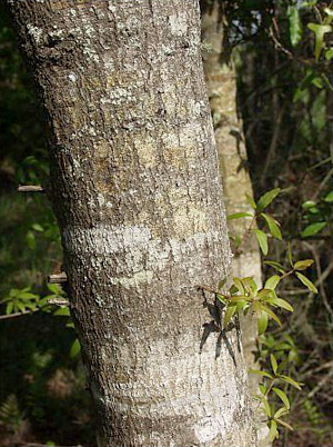 Quercus laurifolia