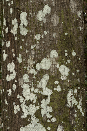 Quercus laurifolia