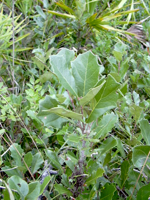 Quercus minima