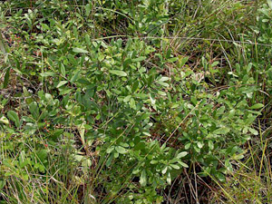 Quercus minima