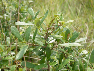 Quercus minima