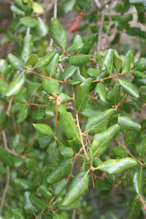 Quercus myrtifolia