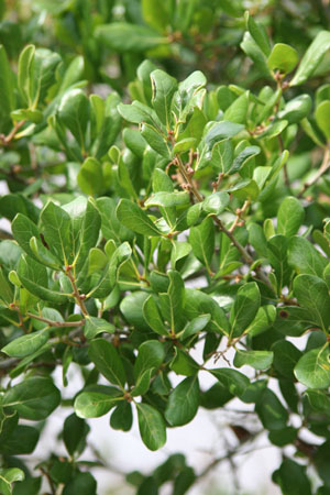 Quercus myrtifolia
