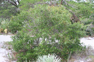 Quercus myrtifolia