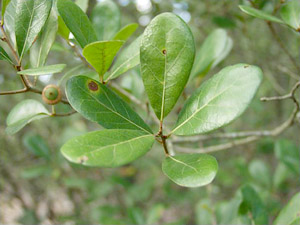 Quercus myrtifolia