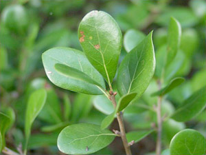 Quercus myrtifolia