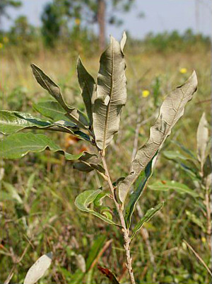 Quercus pumila