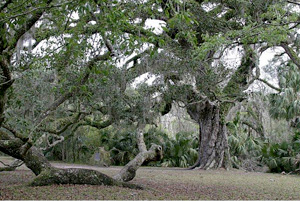 Quercus virginiana