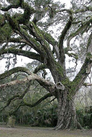 Quercus virginiana