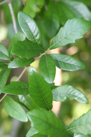 Quercus virginiana