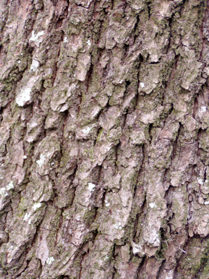 Quercus virginiana