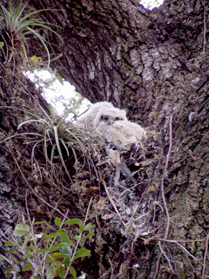 Quercus virginiana