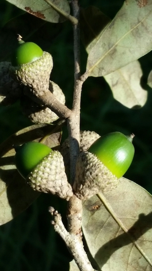 Quercus virginiana