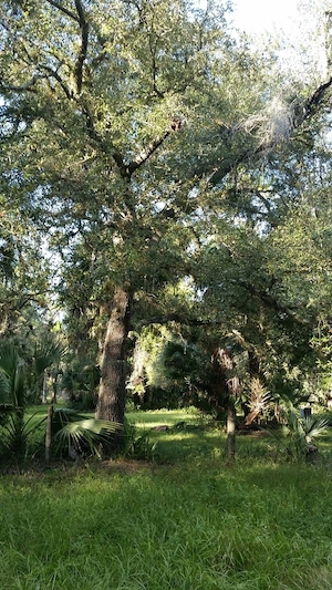 Quercus virginiana