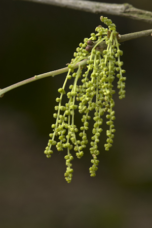 Quercus virginiana