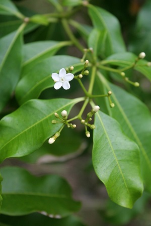 Rauvolfia nitida