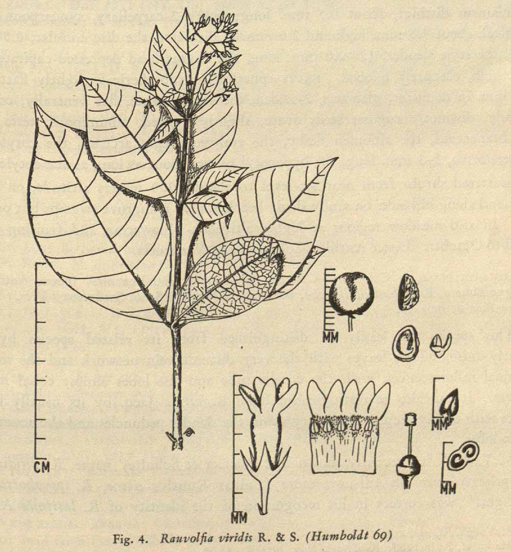 Rauvolfia viridis