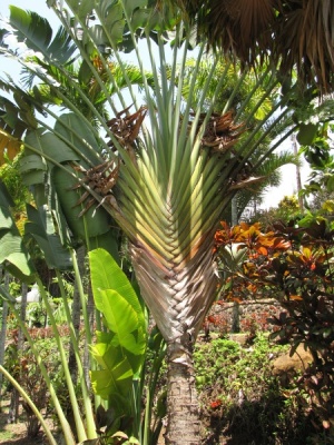 Ravenala madagascariensis