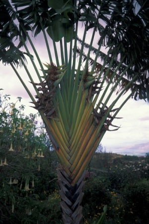 Ravenala madagascariensis