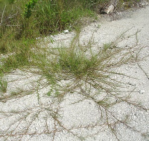 Reimarochloa oligostachya