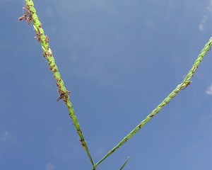 Reimarochloa oligostachya