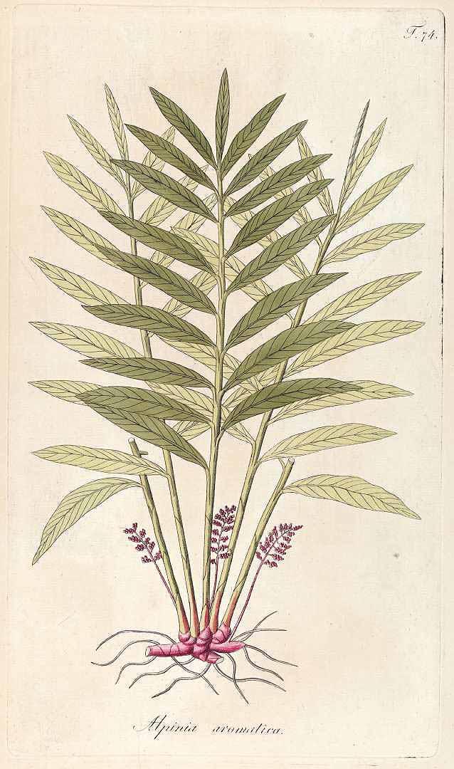 Renealmia aromatica