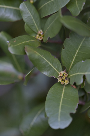 Reynosia septentrionalis