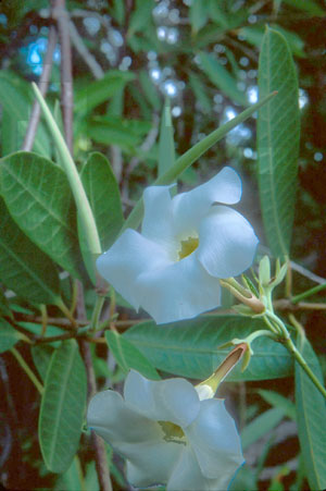 Rhabdadenia biflora