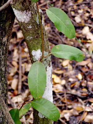 Rhabdadenia biflora