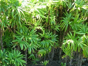 Rhapis excelsa