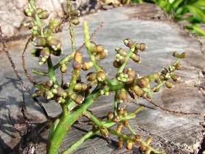 Rhapis excelsa