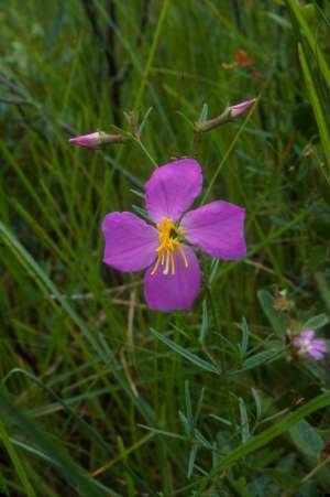 Rhexia mariana