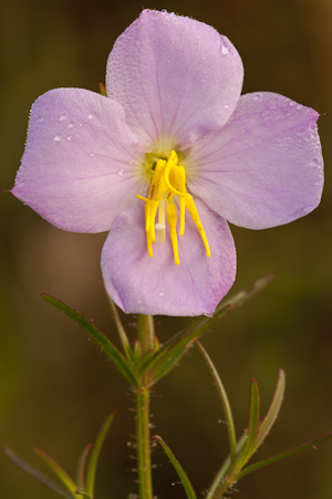 Rhexia mariana