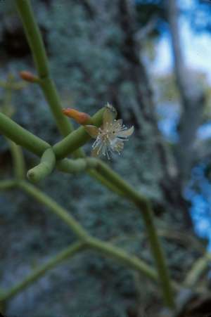 Rhipsalis baccifera