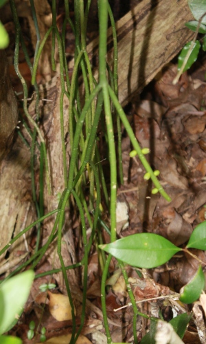 Rhipsalis baccifera