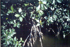 Rhizophora mangle