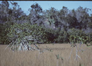 Rhizophora mangle