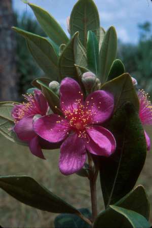 Rhodomyrtus tomentosa