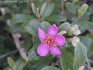 Rhodomyrtus tomentosa