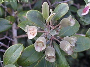 Rhodomyrtus tomentosa