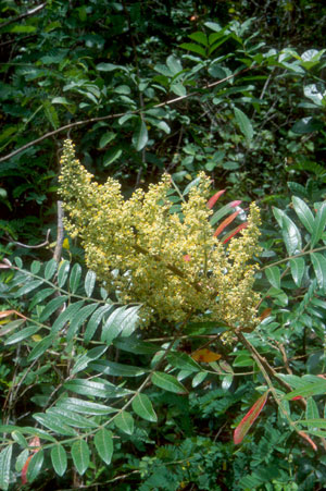 Rhus copallinum