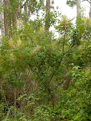 Rhus copallinum