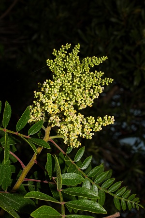 Rhus copallinum