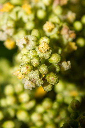 Rhus copallinum