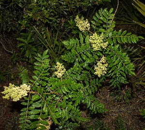 Rhus copallinum