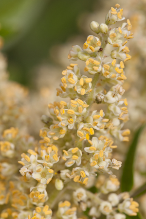 Rhus copallinum