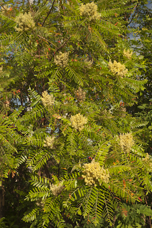 Rhus copallinum