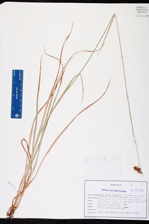 Rhynchospora baldwinii